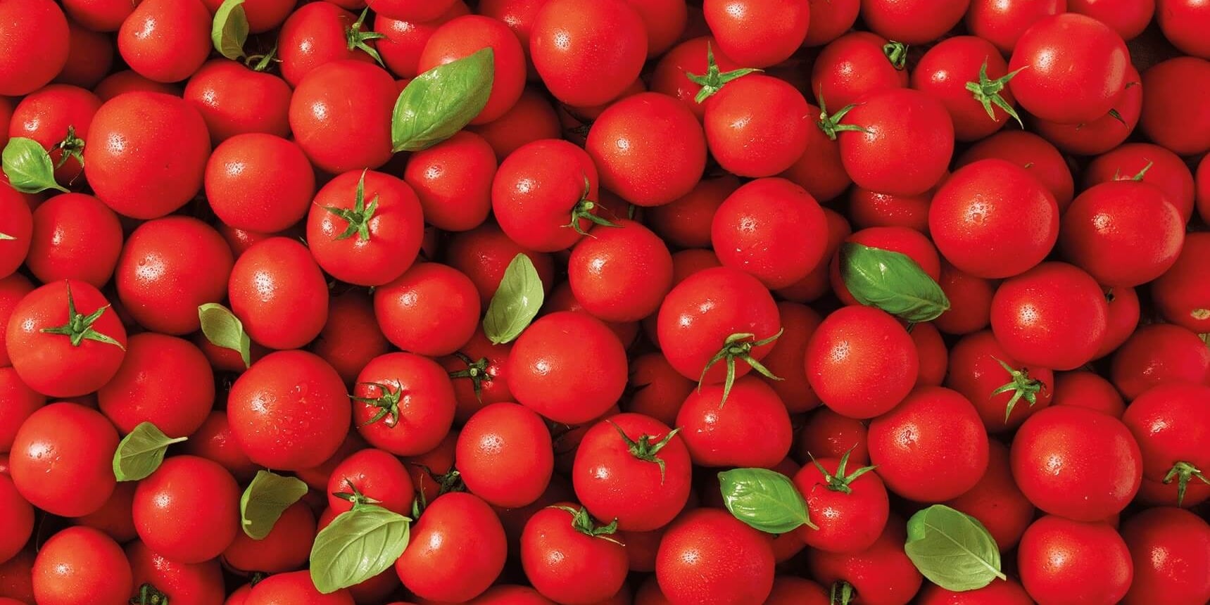 Komposition aus Tomaten