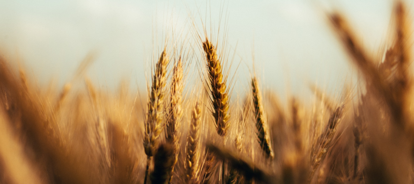 Campo di grano